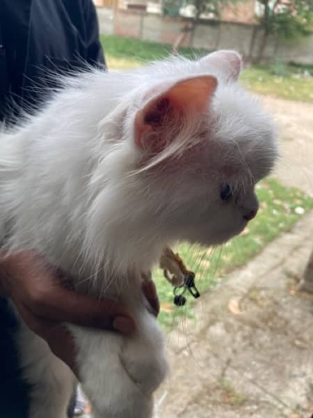 white persian cat 5