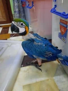 MACAW CHICK FOR SALE 0
