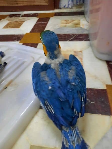 MACAW CHICK FOR SALE 1