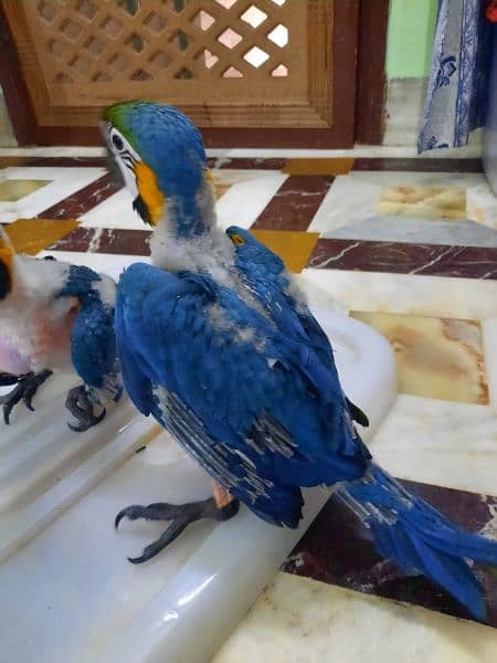 MACAW CHICK FOR SALE 2