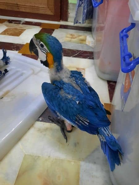 MACAW CHICK FOR SALE 3