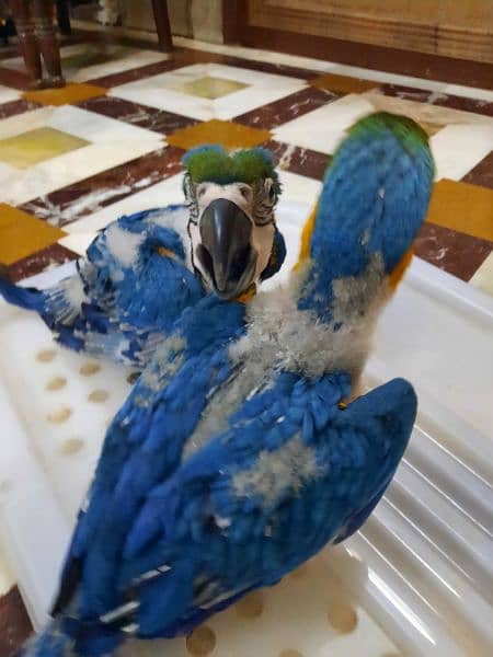 MACAW CHICK FOR SALE 4