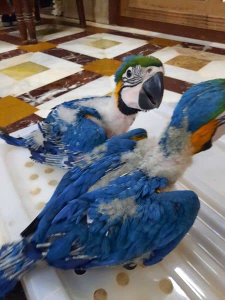 MACAW CHICK FOR SALE 5