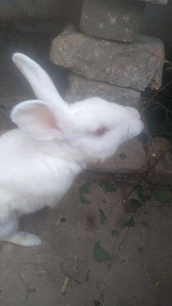 red eye rabbit or bunnies 5