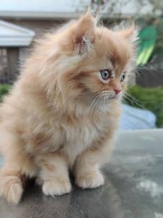 Siberian+persian Kitten for new home