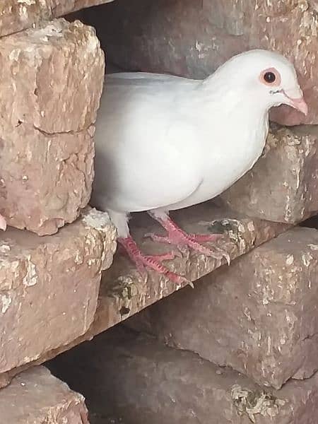 pigeon 8