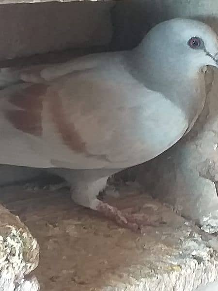 pigeon 9
