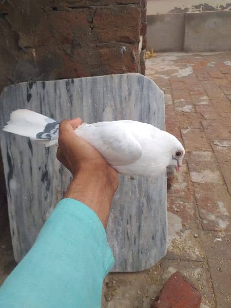 pigeon 14