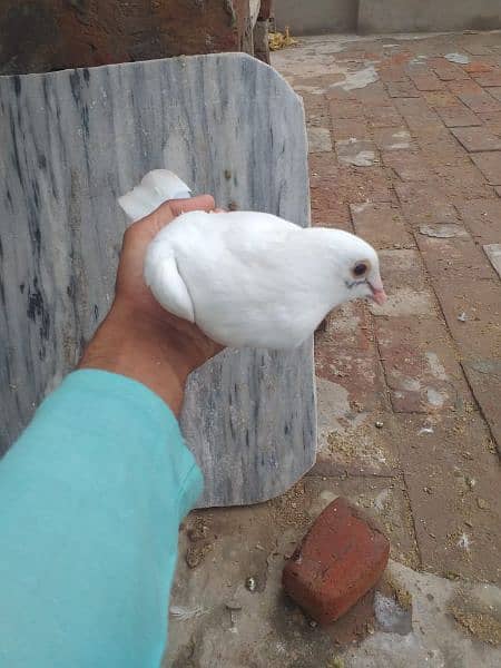 pigeon 15