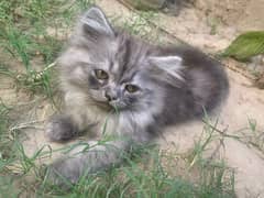 Persian Kitten Triple coated