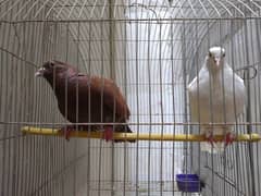 pigeons for sell