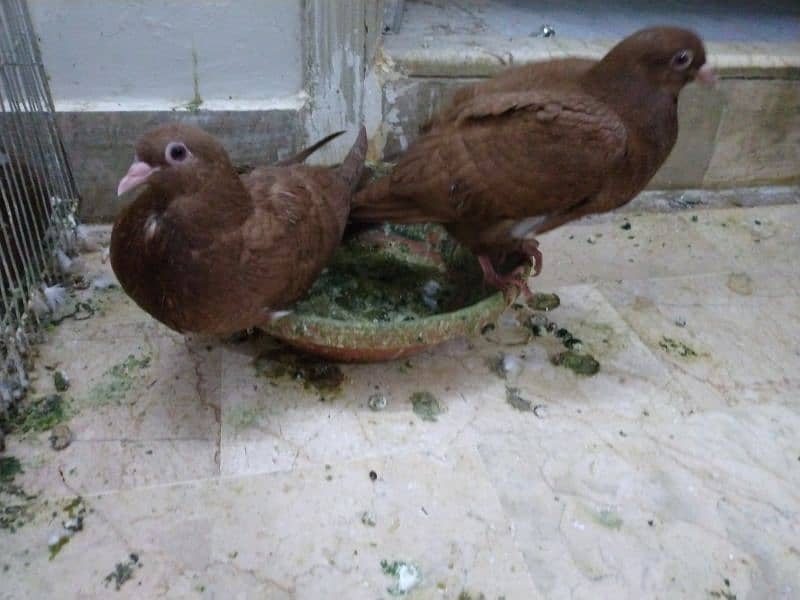pigeons for sell 4