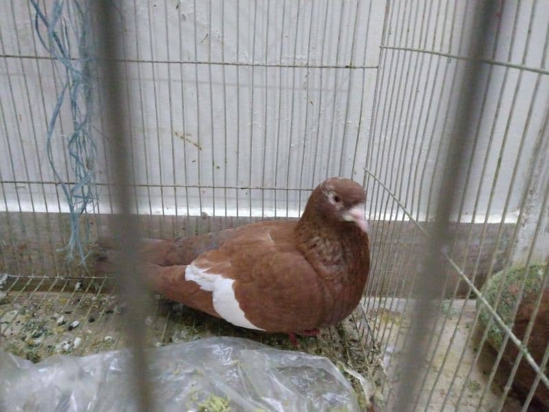 pigeons for sell 5