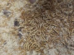 American breed meal worms and super worm