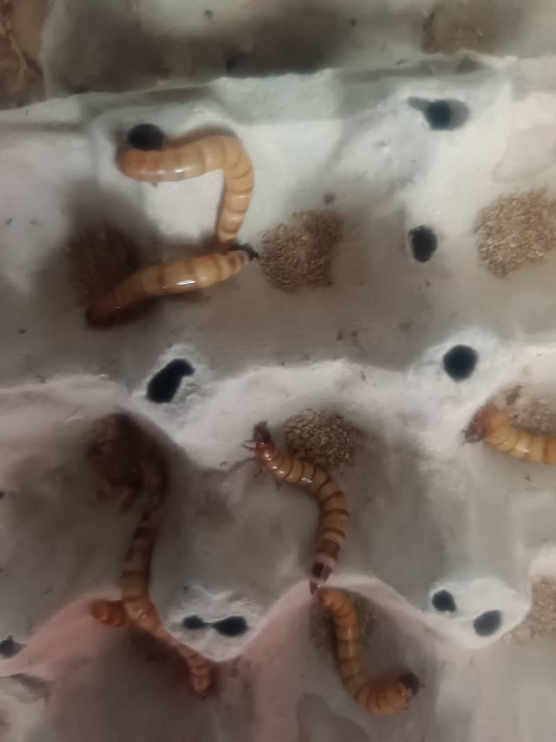 American breed meal worms and super worm 1