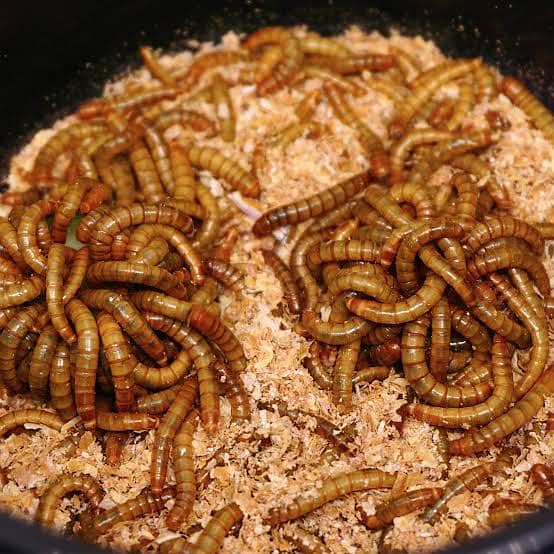 American breed meal worms and super worm 2