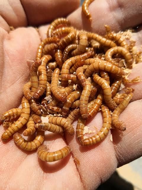 American breed meal worms and super worm 3