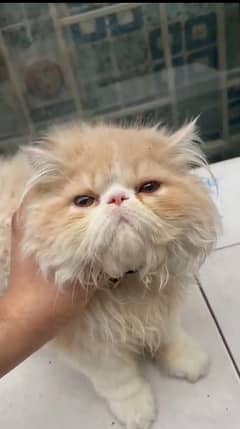Persian Kitten Peke Face Cat Triple coated