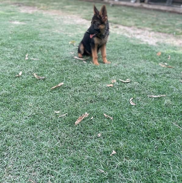 German shepherd female puppy 3