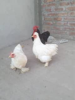 Bentum breeder pair for sell