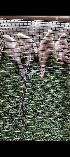 Full Wash Bloodline Red Pied  2 pair looking for New Shelter !! 0