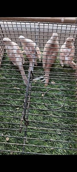 Full Wash Bloodline Red Pied  2 pair looking for New Shelter !! 0