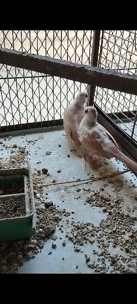 Full Wash Bloodline Red Pied  2 pair looking for New Shelter !! 2