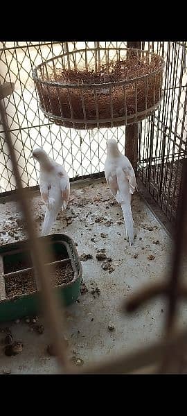 Full Wash Bloodline Red Pied  2 pair looking for New Shelter !! 3