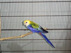 Rosella male and female separate