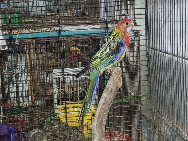 Rosella pair ready to breed. Also male and female separate 2