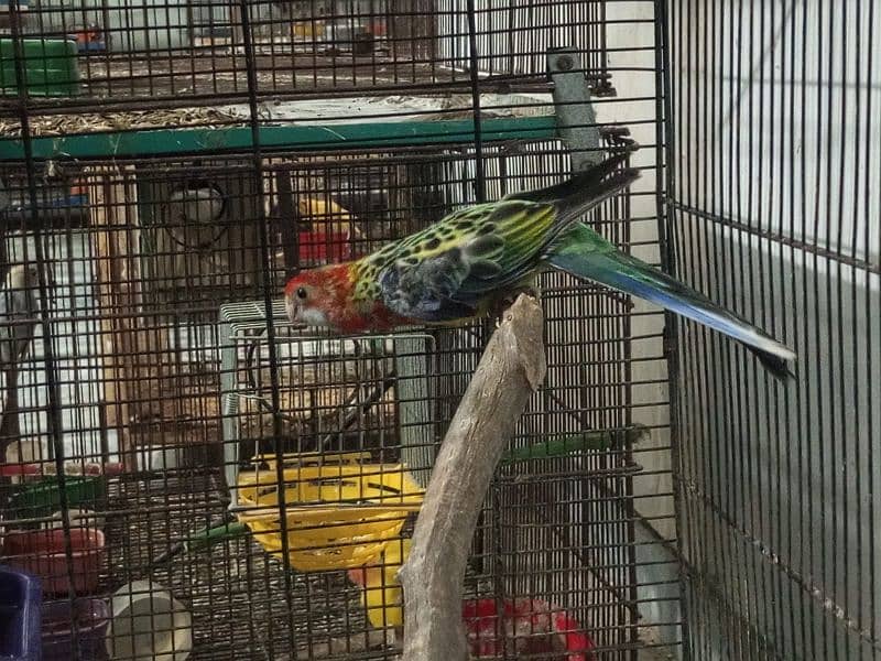 Rosella pair ready to breed. Also male and female separate 4