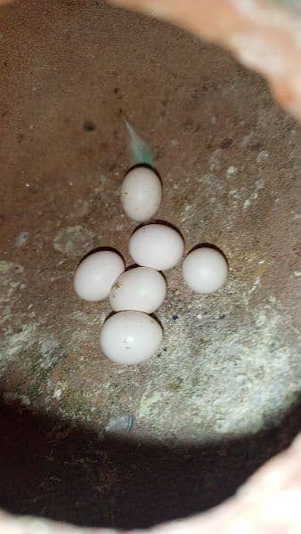 egg wala pair hai ya 14