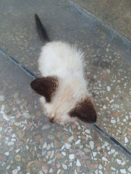 Cat for sale 3