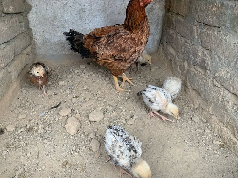 aseel murgi with desi cross chicks 7