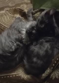 pair of triple coat persian cats
