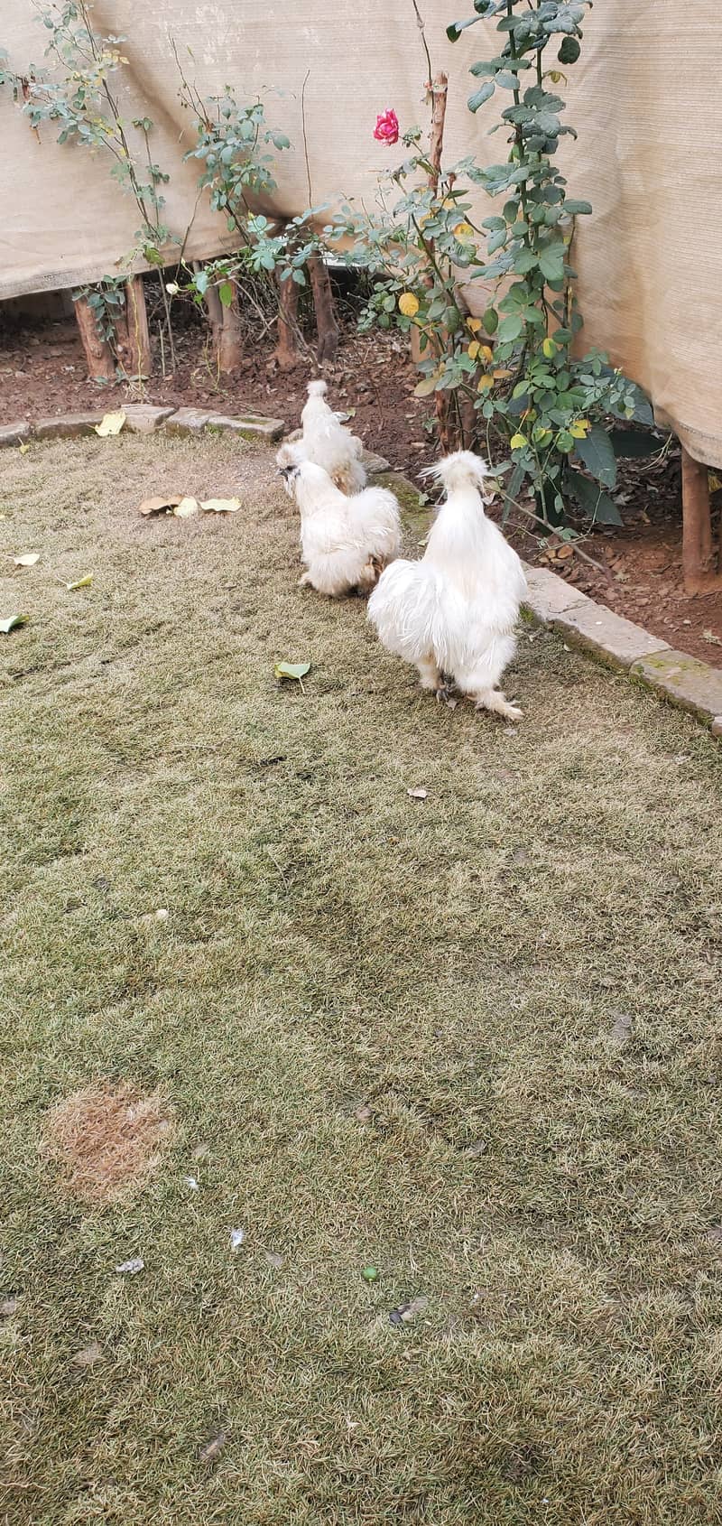 Silkie Eggs for sale 1