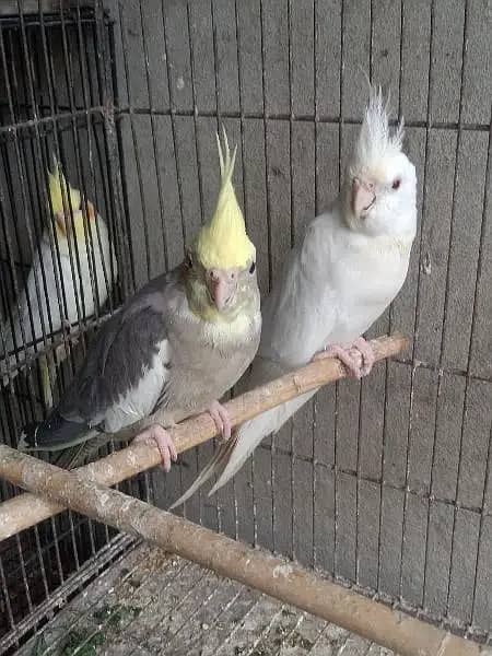 COCKTAIL  PAIR WITH EGG AND CATS FOR SALE|CHECK DESCRIPTION FOR PRICES 0