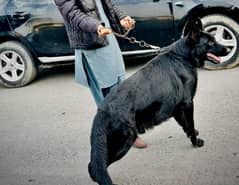 Black German Shepherd Male Dog