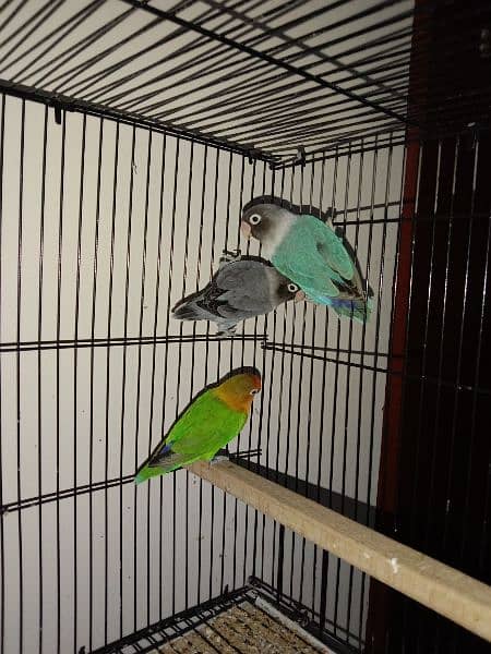 Foster Pairs available for sale urgent 2