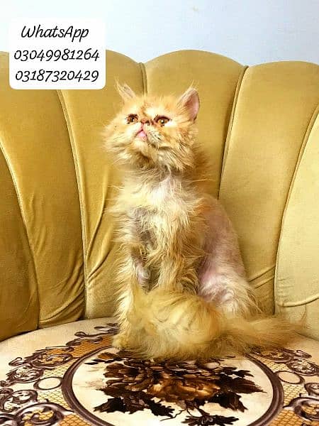 pure persian peke face male cat  from cfa peke bloodline 1