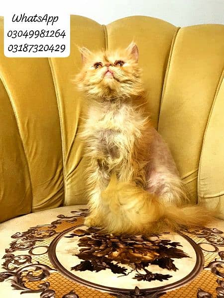 pure persian peke face male cat  from cfa peke bloodline 3