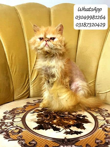 pure persian peke face male cat  from cfa peke bloodline 7