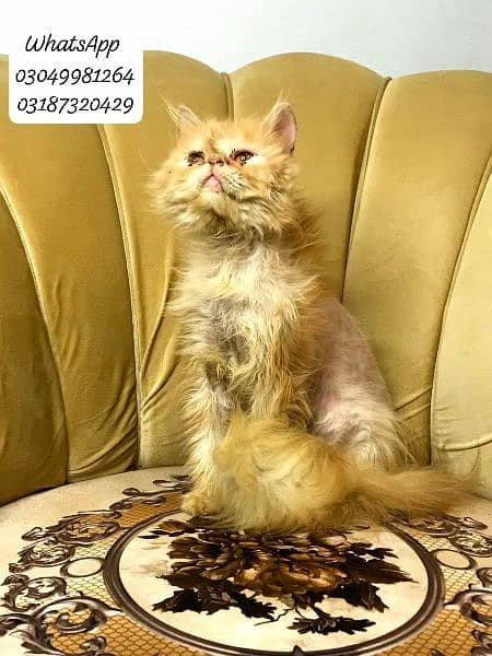 pure persian peke face male cat  from cfa peke bloodline 11