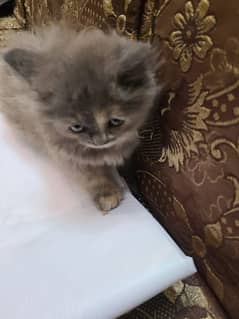 Percian kitten female