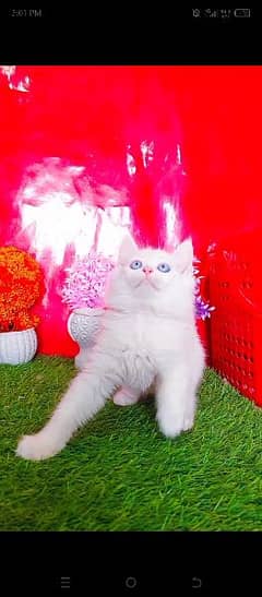 Persian White Blue Eyes Male Kittens