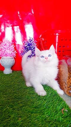 Persian White Blue Eyes Male Kittens