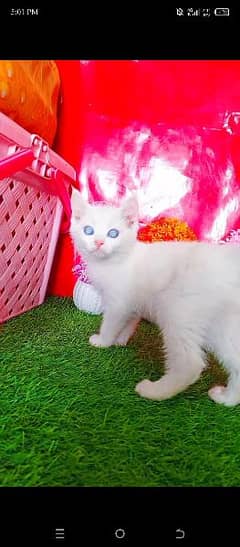 Persian Blue Eyes White Kittens