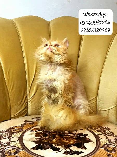 pure persian male cat peke face from cfa peke bloodline 11