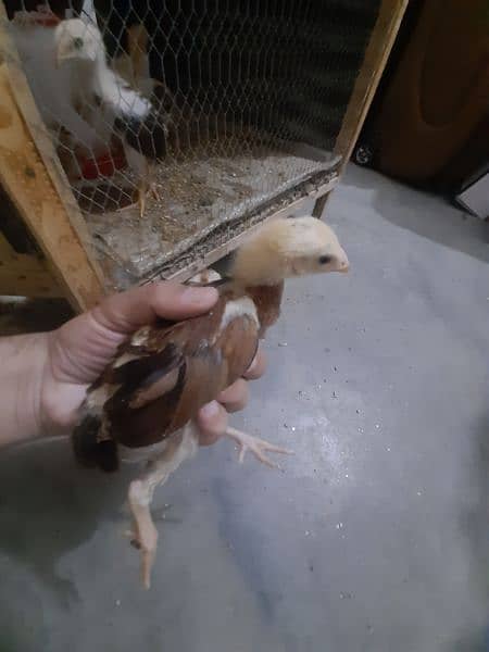 Aseel Chicks For Sale 13