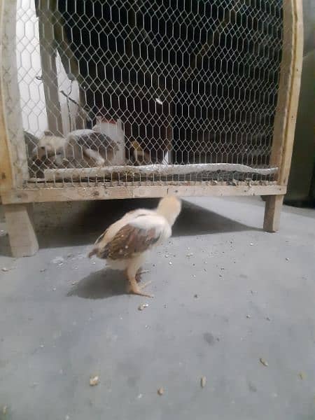 Aseel Chicks For Sale 15